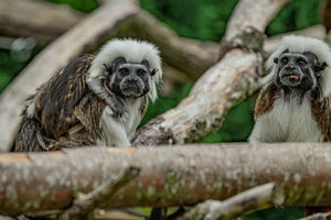 Δίδυμα μίνι μαϊμουδάκια σπάνιου είδους γεννήθηκαν σε ζωολογικό κήπο της Βρετανίας