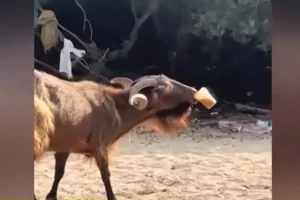 Τράγος έκλεψε freddo espresso από παραλία στα Σύβοτα και έγινε viral (βίντεο)