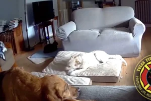 Οκλαχόμα: Σκύλος έβαλε φωτιά σε σαλόνι σπιτιού δαγκώνοντας ένα power bank – Δείτε βίντεο