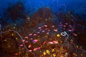 Ένα θαλάσσιο βουνό στα ανοιχτά των Καναρίων Νήσων μπορεί να ενέπνευσε τον θρύλο της Ατλαντίδας