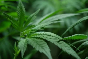 Είχε σπίτι του 3 δενδρύλλια κάνναβης