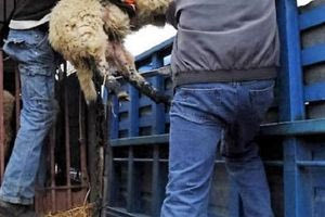 «Άδειασαν» το μαντρί με το κλεμμένο αγροτικό