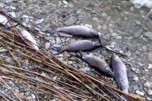 Βόλος: Καθάρισε κατά 99% ο Παγασητικός – Συνεχίζονται οι έλεγχοι του νερού