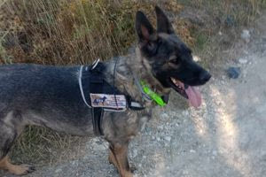 H Έκα στη “μάχη” με αντίπαλο τις φόλες – εντόπισε 11 δηλητηριασμένα δολώματα στο Δήμο Γόρτυνας