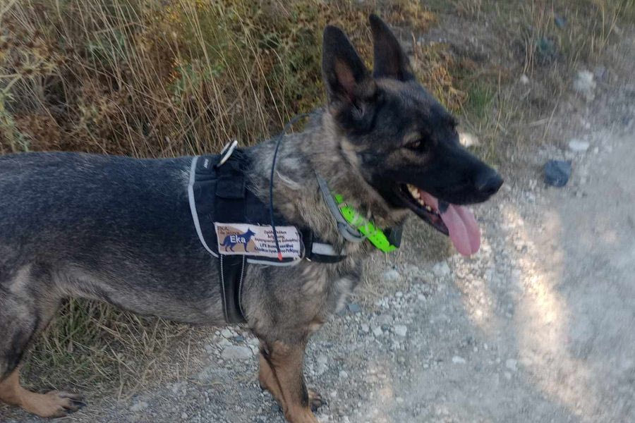 H Έκα στη “μάχη” με αντίπαλο τις φόλες – εντόπισε 11 δηλητηριασμένα δολώματα στο Δήμο Γόρτυνας