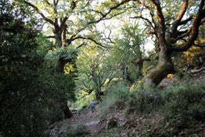 Λασίθι: Κτηνοτρόφος ανακάλυψε σκελετό που ανήκει σε άνδρα που αγνοούνταν 12 χρόνια