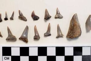 Λος Άντζελες: Bρέθηκαν απολιθώματα ηλικίας 8,7 εκατ. ετών κάτω από σχολείο