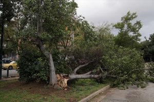 Απομάκρυνση δένδρων: Απορρίφθηκε και η νέα αίτηση ασφαλιστικών μέτρων
