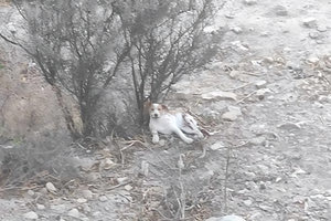 Απίστευτη κτηνωδία στη Μεσαρά – Πρόστιμα για τους δράστες