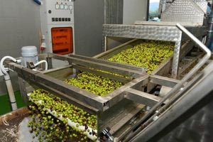 Δίπλα στους ελαιοπαραγωγούς ο Κωνσταντίνος Κεφαλογιάννης