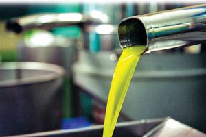 Δυσοίωνες προβλέψεις για το ελαιόλαδο