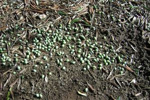«Ράβδισε» τις ελιές το χαλάζι στο Μονοφάτσι