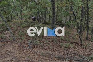 Εύβοια: Νεκρός 35χρονος δασεργάτης που καταπλακώθηκε από δέντρο
