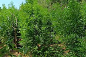 Μεσσηνία: Εντοπίστηκε ο καλλιεργητής “ορφανής” χασισοφυτείας σε αγγλικές φυλακές μετά από 16 χρόνια