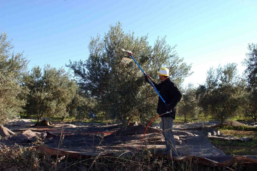 Η τεχνολογία AI ως ασπίδα για την προστασία των ελαιόδεντρων από τα παράσιτα