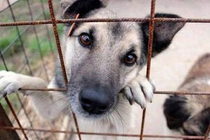 Σύλληψη 52χρονου για κακοποίηση σκύλου