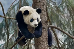 Ζωολογικός κήπος επιστρέφει πάντα στην Κίνα λόγω… πληθωρισμού