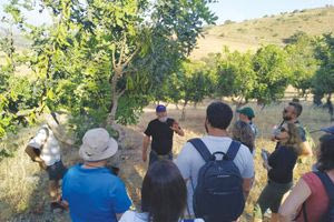 Κώστας Καράτζης, ο αγρότης που γέμισε  χαρουπιές το ορεινό Μονοφάτσι