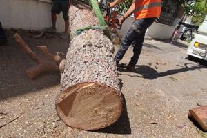 Τα ΜΑΤ, τα αλυσοπρίονα και η λίστα των «επικινδύνως ετοιμόρροπων δέντρων»
