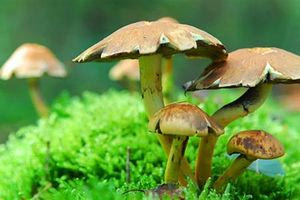 Ψυχεδελικές ουσίες: Τα θεαματικά αποτελέσματα στη θεραπεία της κατάθλιψης και των εξαρτήσεων