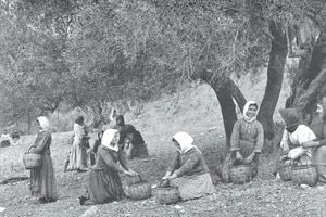 Το μάζεμα της ελιάς