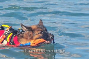 «Νάλα»: O μοναδικός σκύλος-ναυαγοσώστης στην Ελλάδα