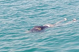 Πάτρα: Η γυναίκα που βρέθηκε νεκρή στη θάλασσα είχε χάσει και τα δυο της παιδιά