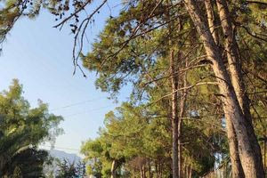 Τρεις Βαγιές: Εργασίες κλαδεύσεων και περιποίησης πρασίνου στη δενδροστοιχία των πεύκων