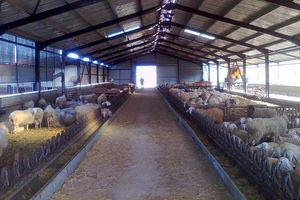 Πυροβολισμός 69χρονου στο Ρέθυμνο: Παραμένει σε κρίσιμη κατάσταση – κομβική η μαρτυρία του γιου του