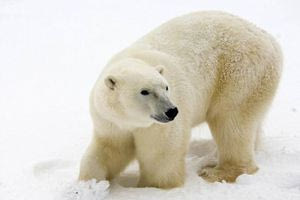 Ισλανδία: Μια σπάνια πολική αρκούδα εμφανίστηκε στις ακτές