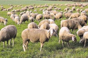 Τέλος η πανώλη των αιγοπροβάτων για την Κρήτη