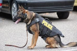 Σέρρες: Aστυνομικός σκύλος εντόπισε σε πούλμαν 30 κιλά ναρκωτικά και λαθραία ποτά