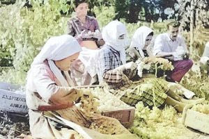 Τρύγος στην Κρήτη