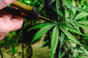 Βρήκαν φύλλα κάνναβης αναμεμειγμένα με… ρακί!