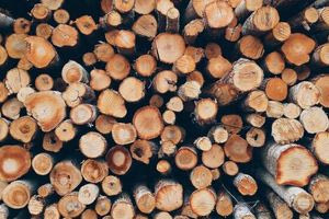 Αλβανοί λαθροϋλοτόμοι «εξαφάνισαν» δάσος στο Σούλι