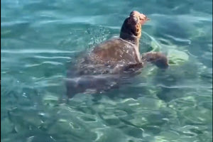 Χελώνα απολαμβάνει το καλοκαίρι σε παραλία της Χερσονήσου (βίντεο)