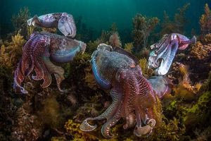 Χταπόδια και ψάρια δημιουργούν κοινές «αγέλες» κυνηγιού