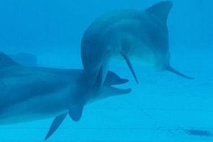 Τα δελφίνια χαμογελούν το ένα στο άλλο κατά τη διάρκεια του παιχνιδιού