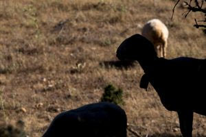 Λασίθι: Έσφαξαν τα αιγοπρόβατα με απίστευτη μανία!