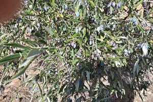 Αυτοψία σε ελαιώνες από τον Αντιπεριφερειάρχη Αγροτικής Οικονομίας