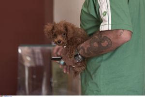 Εκλογές ΠΑΣΟΚ: Με σημαίες, παιδιά στην αγκαλιά και σκυλιά και αυτή την Κυριακή στις κάλπες