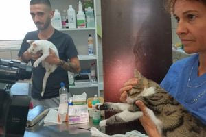 Ηράκλειο: Η πόλη με τα πολλά αδέσποτα – 85 σκυλιά φιλοξενούνται στο κυνοκομείο