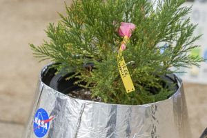 ΗΠΑ: Σχολείο φύτεψε ένα «Δέντρο του Φεγγαριού»