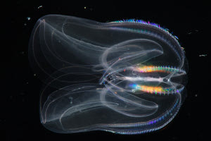 Tο θαλάσσιο πλάσμα που γυρίζει πίσω τον χρόνο θυμίζοντας το φαινόμενο Μπέντζαμιν Μπάτον