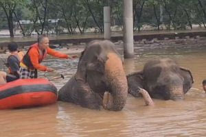 Ταϊλάνδη: Δύο ελέφαντες πνίγηκαν όταν πλημμύρισε το πάρκο όπου έμεναν