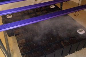 Καλλιεργούσαν σε διαμέρισμα 75 φυτά κάνναβης – Έκρυβαν τα ναρκωτικά σε φούρνο