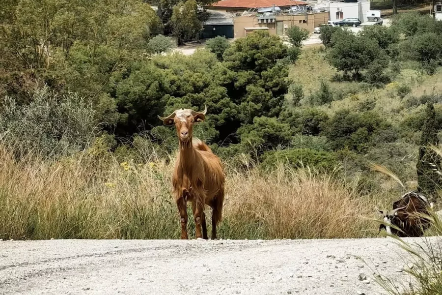 Σύγκρουση ΙΧ με… κατσίκα – Συνελήφθη ο 35χρονος κτηνοτρόφος