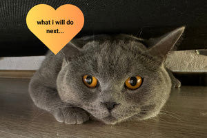 Ο πρώτος… influencer γάτος στην Ελλάδα είναι από την Θεσσαλονίκη