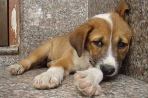 Βόλος: Συνελήφθη ο serial killer αδέσποτων ζώων