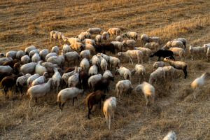 Ευλογιά αιγοπροβάτων στο Ηράκλειο: Θετικό το δείγμα στα Αστερούσια